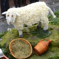 13. Schafe auf Wiese