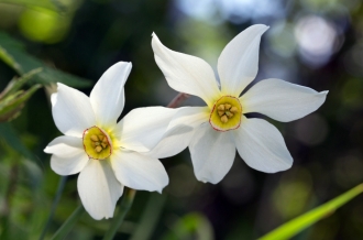 Stern-Narzisse - Narcissus radiiflorus